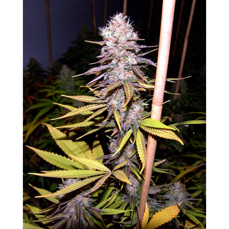 LAVENDER · Soma Seeds · sementes de maconha · Fem