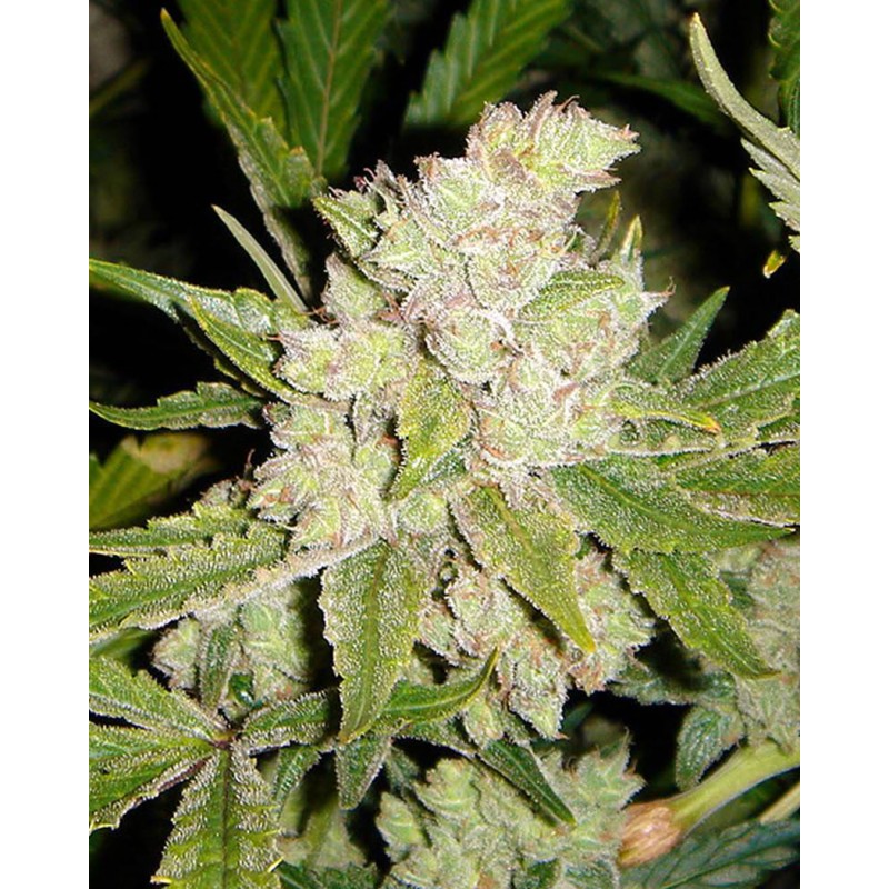 SOGOUDA · Soma Seeds · sementes de maconha · Fem