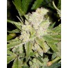 SOGOUDA · Soma Seeds · graines de cannabis · Fem