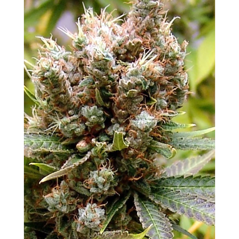 SOMALICIOUS · Soma Seeds · semillas de marihuana · Fem