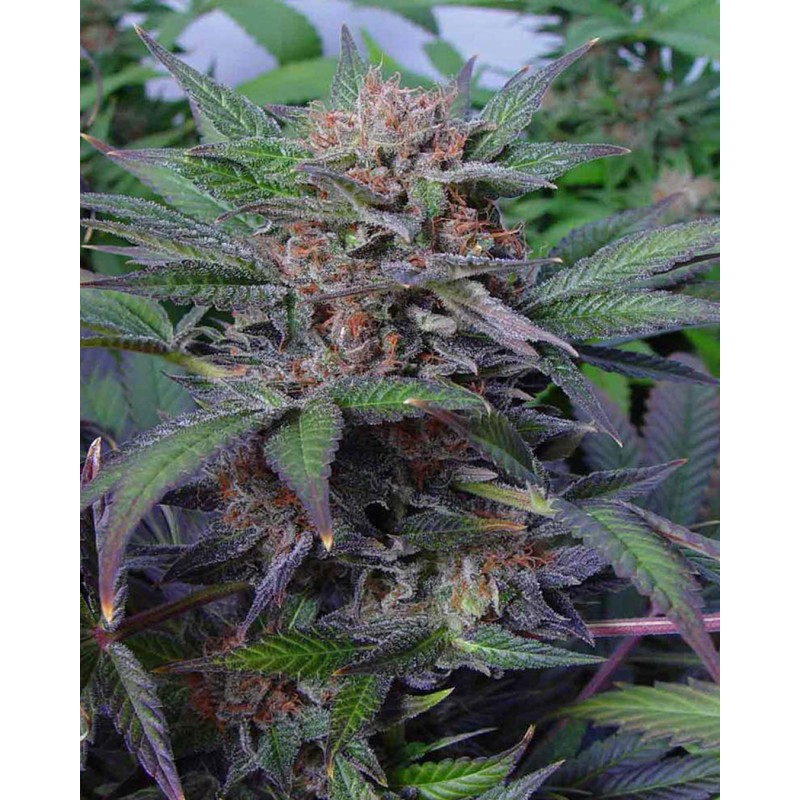 SOMANGO · Soma Seeds · graines de cannabis · Fem