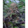 SOMANGO · Soma Seeds · graines de cannabis · Fem