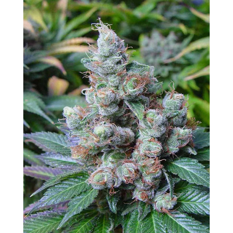 SOMARI · Soma Seeds · sementes de maconha · Fem