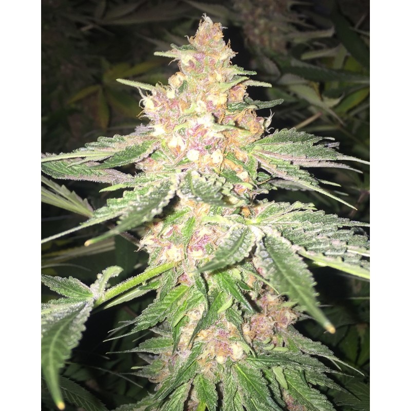 5 G · Soma Seeds · graines de cannabis · Fem