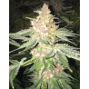 5 G · Soma Seeds · kenevir tohum · Disi · Fem