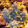SOMANGO PINEAPPLE · Soma Seeds · cannabis samen · Fem