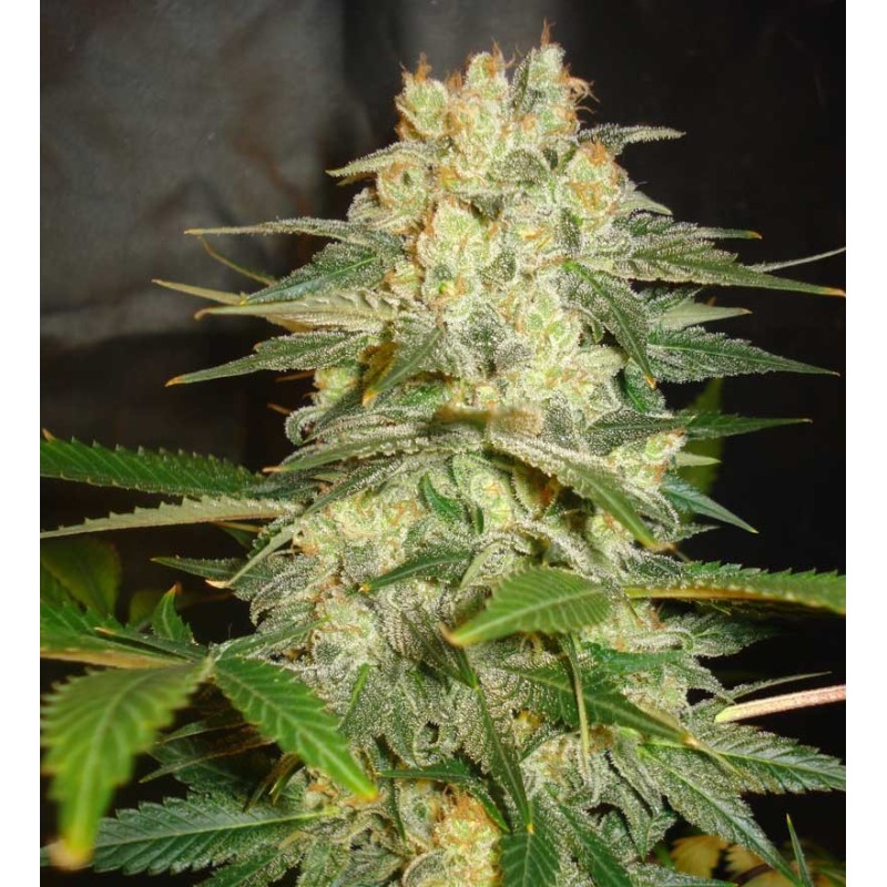 AFGHAN KUSH RYDER · World Of Seeds · cannabis samen · AutoFem