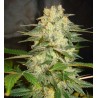 AFGHAN KUSH RYDER · World Of Seeds · semi di canapa · AutoFem