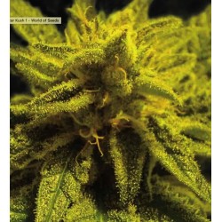 MAZAR KUSH · World Of Seeds...