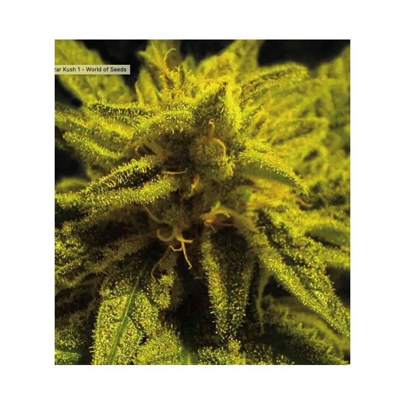 MAZAR KUSH · World Of Seeds · sementes de maconha · Fem