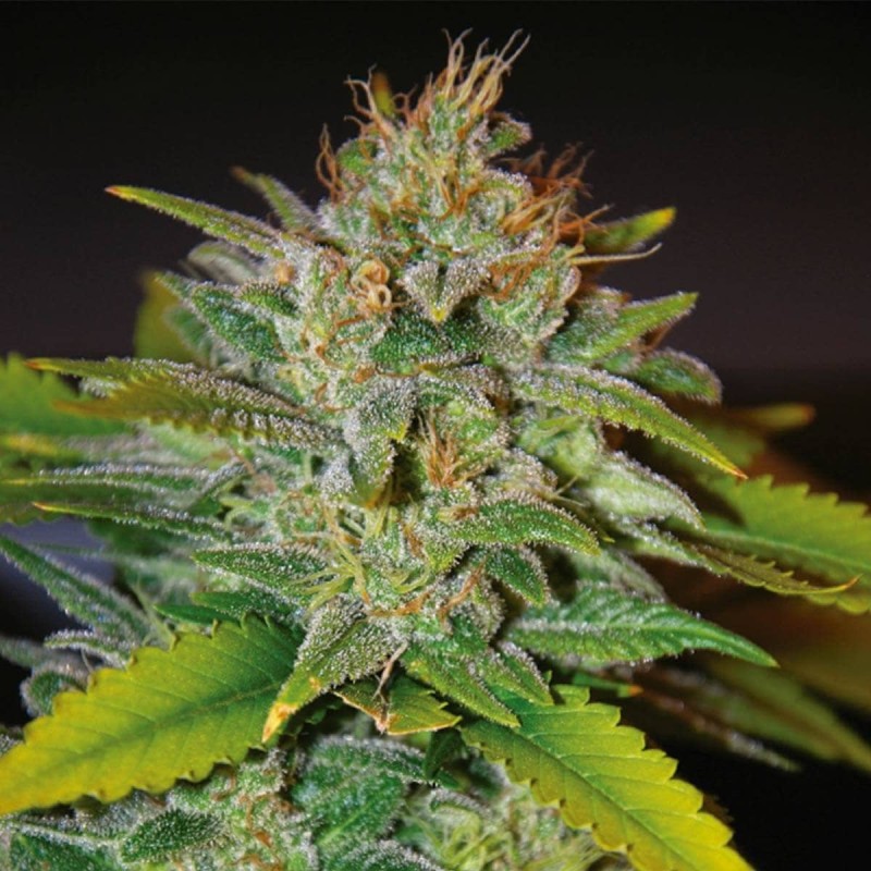 SKUNK 47 · World Of Seeds · sementes de maconha · Fem