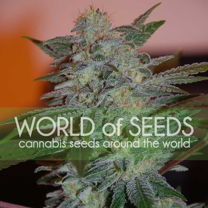 YUMBOLT 47 · World Of Seeds · sementes de maconha · Fem