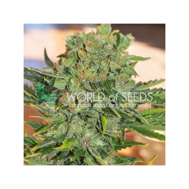 TONIC RYDER AUTO · World Of Seeds · cannabis samen · AutoFem