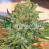 TONIC RYDER AUTO · World Of Seeds · cannabis samen · AutoFem