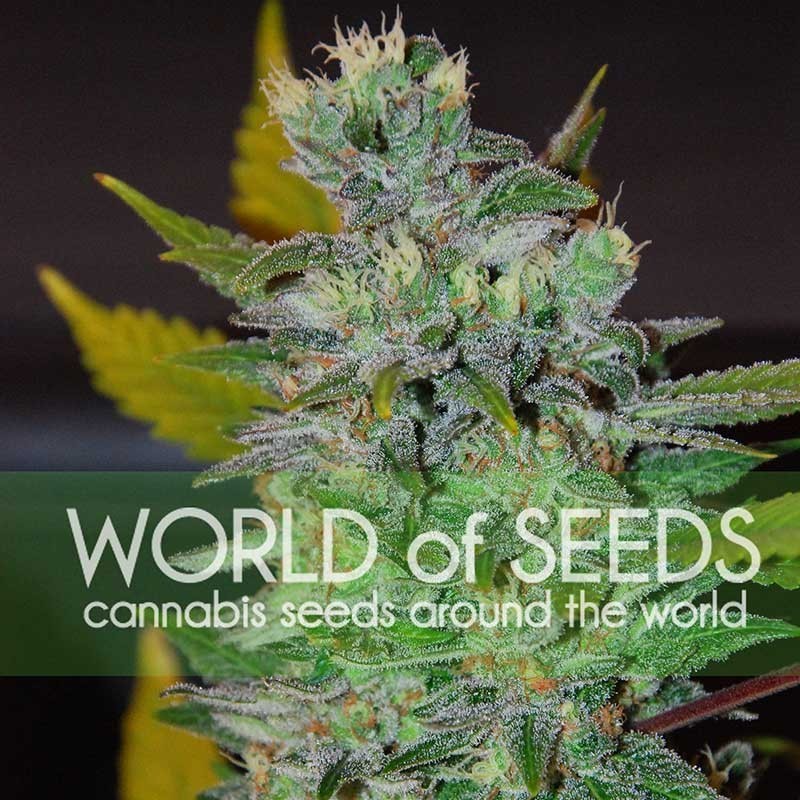 SPACE · World Of Seeds · cannabis samen  · Fem