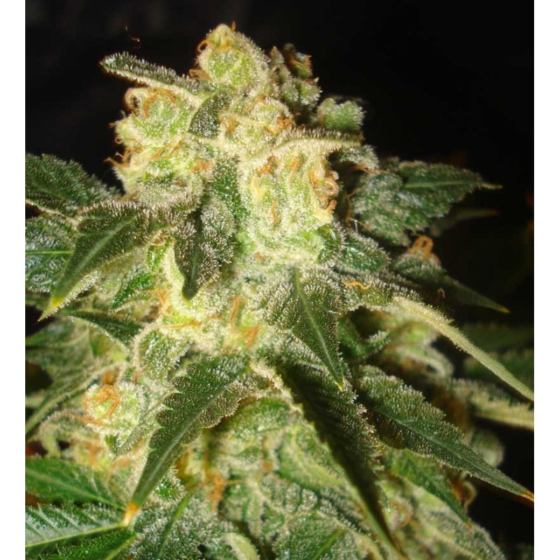 PAKISTAN RYDER · World Of Seeds · cannabis samen · AutoFem