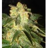 PAKISTAN RYDER · World Of Seeds · cannabis samen · AutoFem
