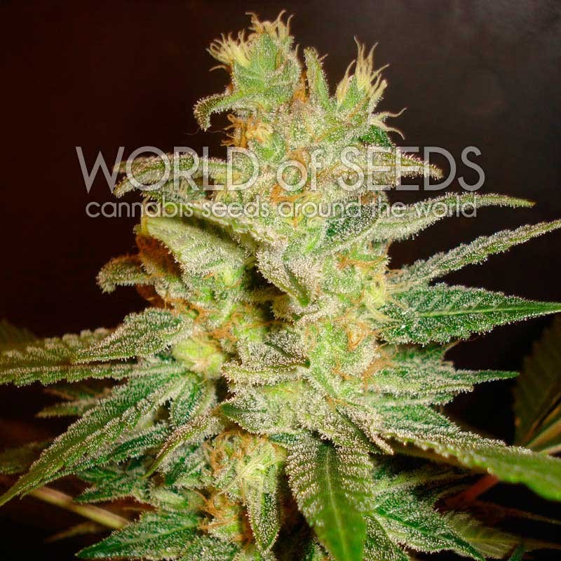 NORTHERN LIGHT X BIG BUD · World Of Seeds · sementes de maconha · Fem