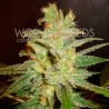 NORTHERN LIGHT X BIG BUD · World Of Seeds · kenevir tohum · Disi · Fem