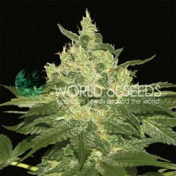 AFGHAN KUSH · World Of...