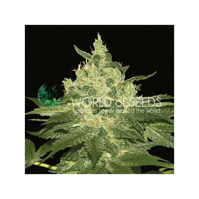 AFGHAN KUSH · World Of Seeds · semi di canapa · Fem