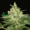 AFGHAN KUSH · World Of Seeds · cannabis samen · Fem