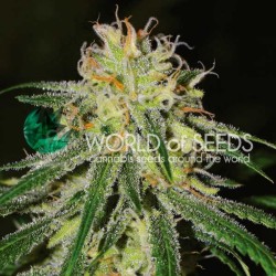 AMNESIA EARLY HARVEST ·...