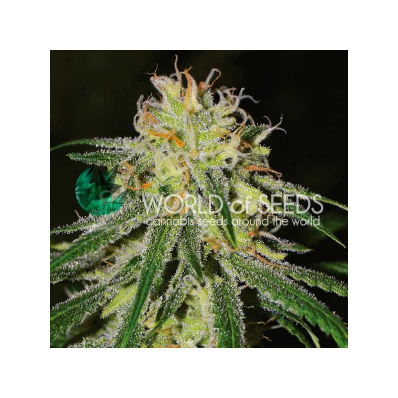 AMNESIA EARLY HARVEST · World Of Seeds · kenevir tohum · Disi  · Fem