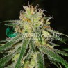 AMNESIA EARLY HARVEST · World Of Seeds · semillas de marihuana  · Fem