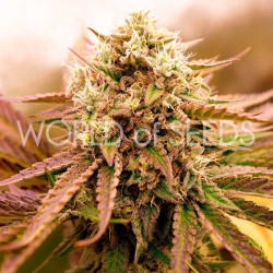 APPALACHIAN KUSH EARLY...