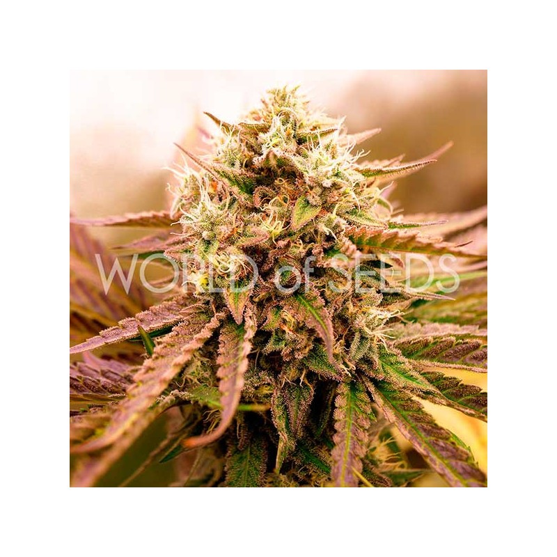 APPALACHIAN KUSH · World Of Seeds · semillas de marihuana  · Fem