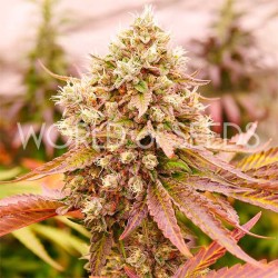 BURGER KUSH · World Of...