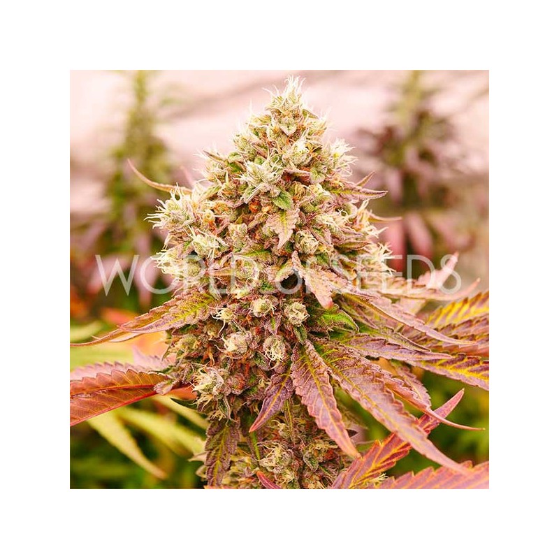 BURGER KUSH · World Of Seeds · sementes de maconha  · Fem