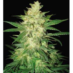 COLOMBIAN GOLD RYDER AUTO ·...