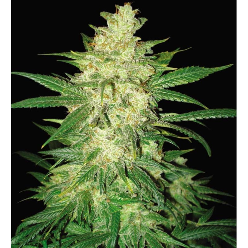 COLOMBIAN GOLD RYDER AUTO · World Of Seeds · kenevir tohum · Disi · AutoFem