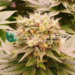 HARLEQUEEN THC FREE · World...