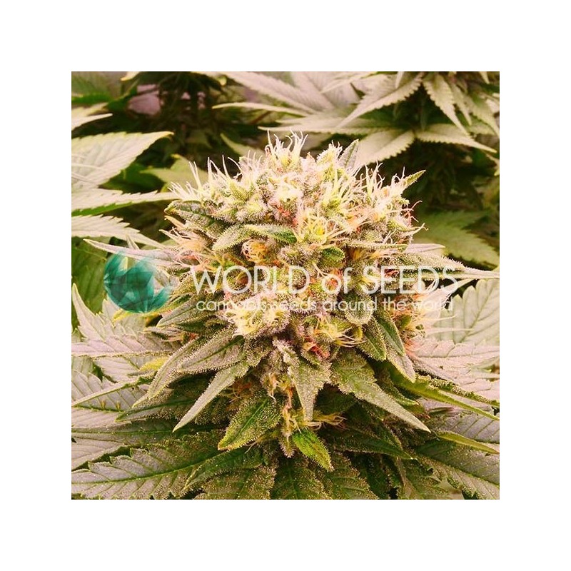 HARLEQUEEN THC FREE · World Of Seeds · semillas de marihuana  · Fem