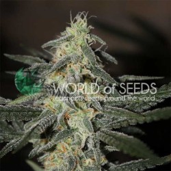 NORTHERN LIGHTS X BIG BUD...