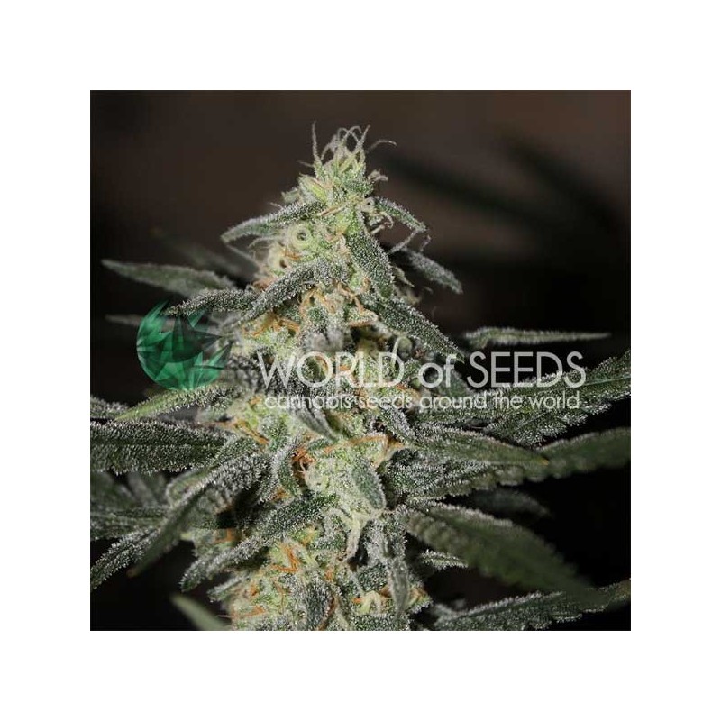 NORTHERN LIGHTS X BIG BUD EARLY VERSION · World Of Seeds · kenevir tohum · Disi  · Fem