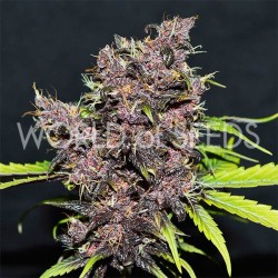 PURPLE AFGHAN KUSH RYDER...