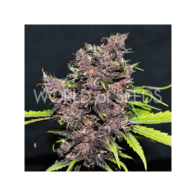 PURPLE AFGHAN KUSH RYDER AUTO · World Of Seeds · cannabis samen · AutoFem
