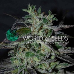 STRAWBERRY BLUE EARLY...