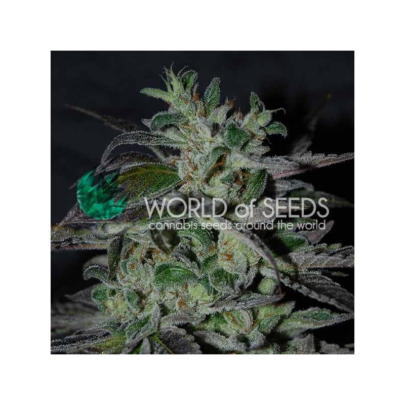 STRAWBERRY BLUE EARLY VERSION · World Of Seeds · sementes de maconha  · Fem