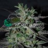 STRAWBERRY BLUE EARLY VERSION · World Of Seeds · cannabis seeds · Fem