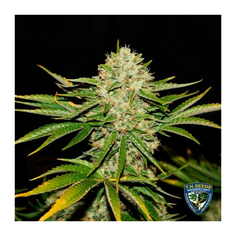 WRECKAGE · TH Seeds · cannabis seeds · Reg