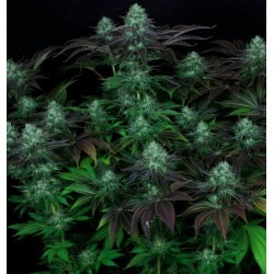 DARKSTAR · TH Seeds ·...