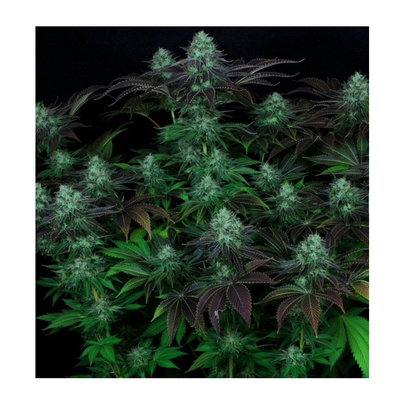 DARKSTAR · TH Seeds · cannabis seeds · Reg