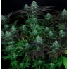 DARKSTAR · TH Seeds · graines de cannabis · Reg
