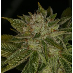 MK ULTRA · TH Seeds ·...
