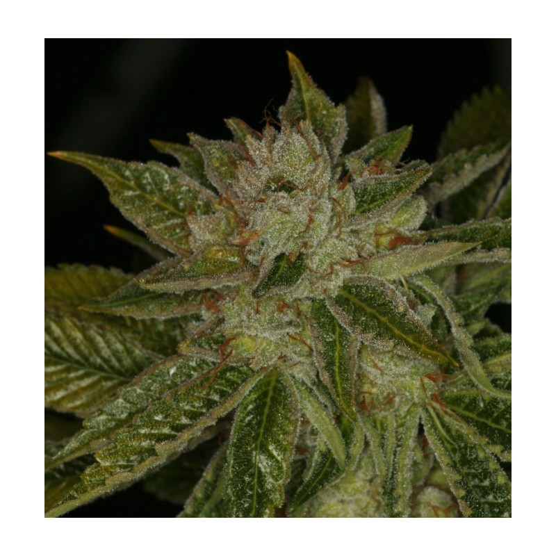 MK ULTRA · TH Seeds · semillas de marihuana · Reg